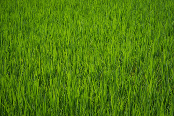 young rice are growing in the paddy field.