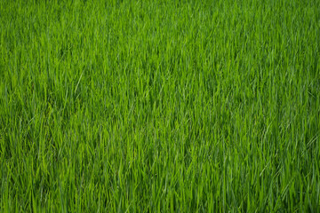 young rice are growing in the paddy field.