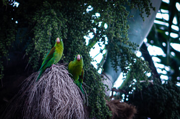 parrots in tree looking for food