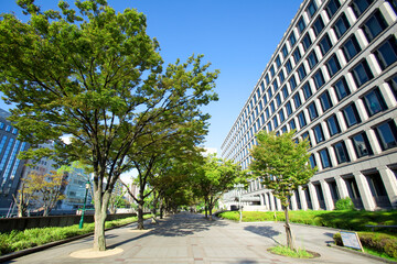Fototapeta na wymiar 大阪市役所と街路樹