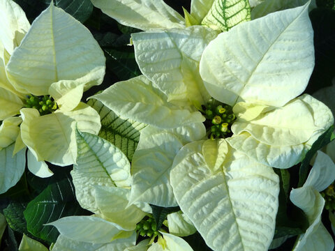 2 217 Best ポインセチア Images Stock Photos Vectors Adobe Stock