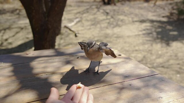 Bird eats from hand on table in park. Calandria (Mimus saturninus) eats from a woman's hand. Slow motion 120 fps