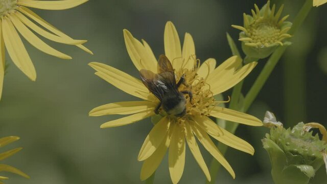Closeup of a bee pollinating a flower and then flying away in slow motion.