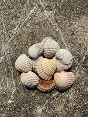 seashells on the beach