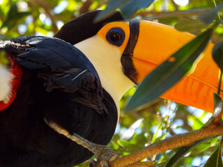 Tucano-toco