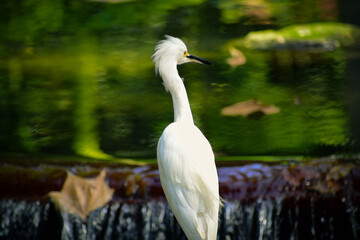 Garza mirando al horizonte en un estanque