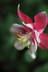 close up of a pink lily