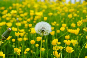 lonely fluffy white dandelion stands among buttercups © Евгений Г