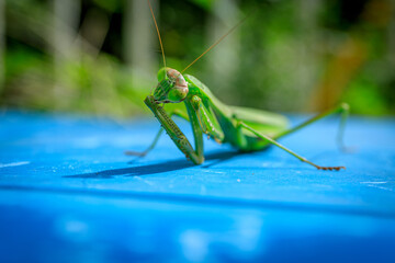 カマキリ