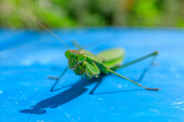 カマキリ