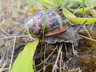 snail on a leaf