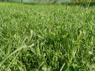 green grass background