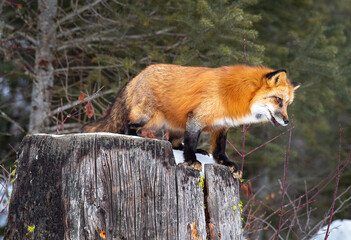 Red Fox