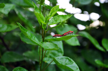 Mating of red cotton stainer bugs.