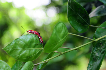 Mating of red cotton stainer bugs.
