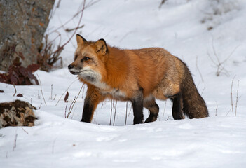 Red Fox