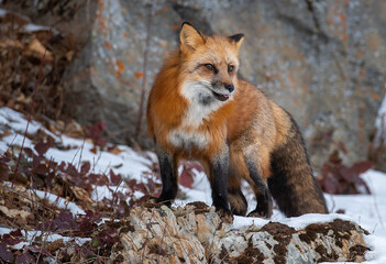Red Fox