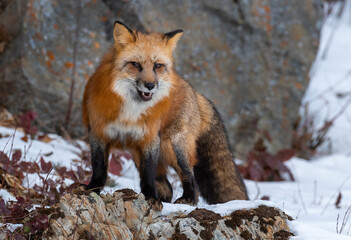 Red Fox