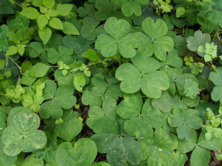Closeup of Green Irish Shamrock Background for St. Patrick's Day, Irish Pride and Good Luck