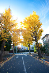 Naklejka premium イチョウ並木