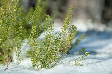 Green, lush bush shot in snowy landscape with white ground. Taken just after the first snow fall in...