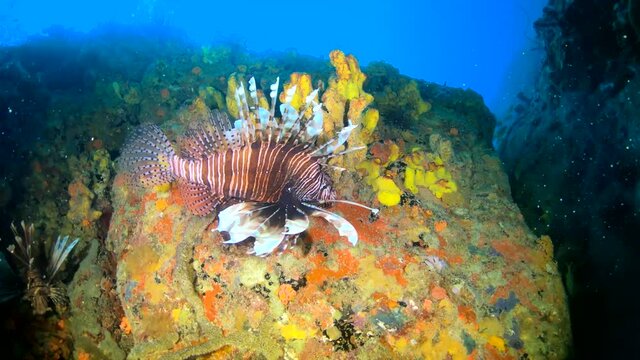 lion Fishes  In Coral Reef los roques venezuela