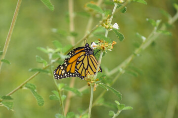 monarch butterfly on a flower