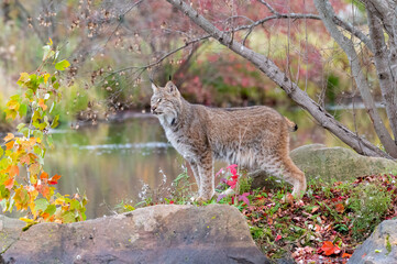 Canada Lynx in Autumn with Water in Background