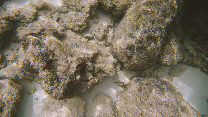 Snorkeling, Sharks Cove, North shore, Hawaii
