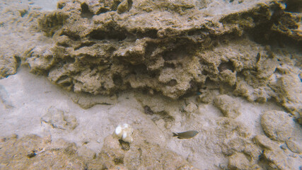 Snorkeling, Sharks Cove, North shore, Hawaii
