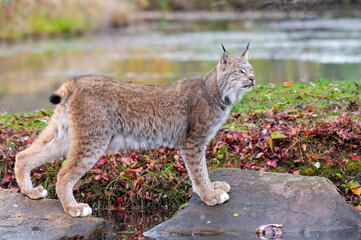 Canada Lynx in Autumn with Water in Background