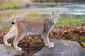 Foto auf Acrylglas Canada Lynx in Autumn with Water in Background © Evelyn