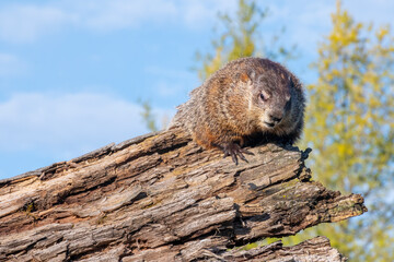 Woodchuck (Marmota monax) on a Log