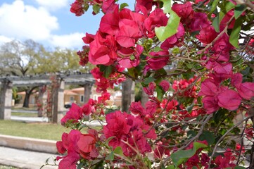 Pink Bougainvillea