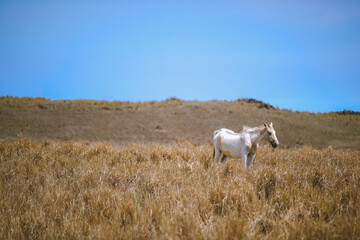 Fototapeta premium Horse in the ranch, South Point, Big island, Hawaii 
