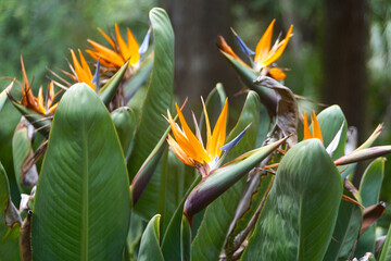 Close up of orange and purple bird of paradise plant blooms - Powered by Adobe