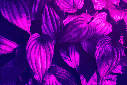 abstract nature background, purple leaves toned