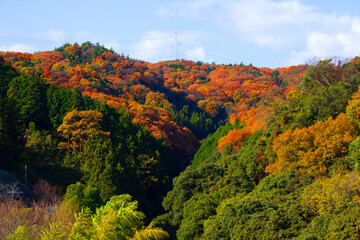 信貴山の紅葉