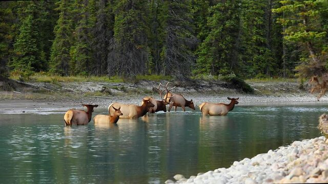 Watchful bull elk protecting harem of female cows bathing in river