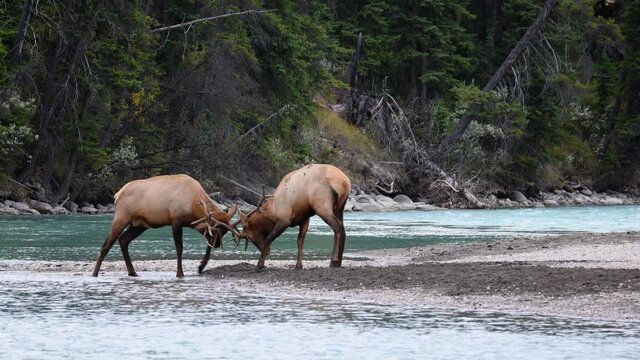 Follow Pan, Two male elk grapple antlers in rut battle for dominance