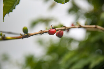 Coffee beans on coffee tree at Dole Plantation, Oahu, Hawaii	
