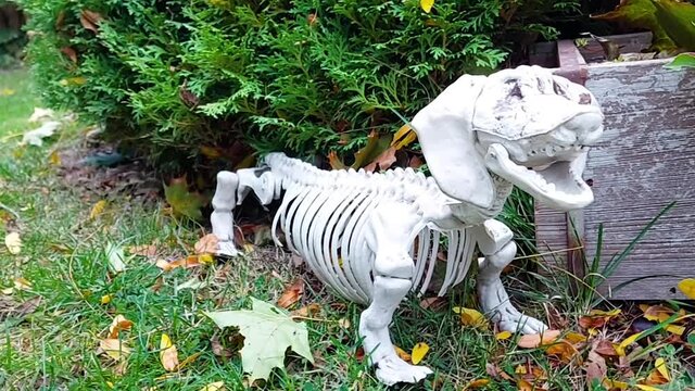 Spooky dachshund skeleton waits outside for treats, Halloween decor, zoom in