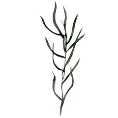 Watercolor oriental vintage botanical elements. Japanese river plant. For design of cards, logo, packaging, fabrics, prints, posters.