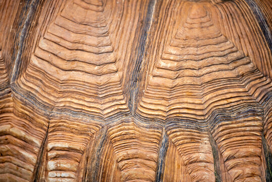 Texture of Turtle carapace.