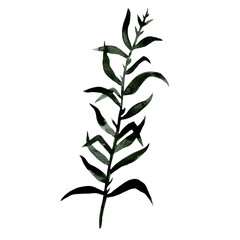 Naklejka premium Watercolor oriental vintage botanical elements. Japanese river plant. For design of cards, logo, packaging, fabrics, prints, posters.