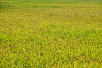 Obraz premium Green rice field, full frame