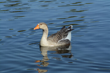 Duck in the lake swimming