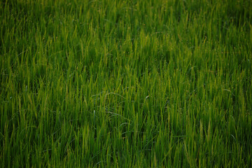green grass background