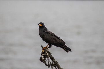 Hawk Cool