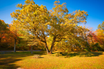 A large oak tree in fall color on the Blue Ridge Parkway in North Carolina, USA with a picnic table in the foreground.